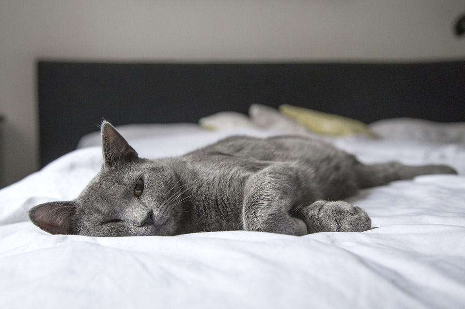kočka na posteli